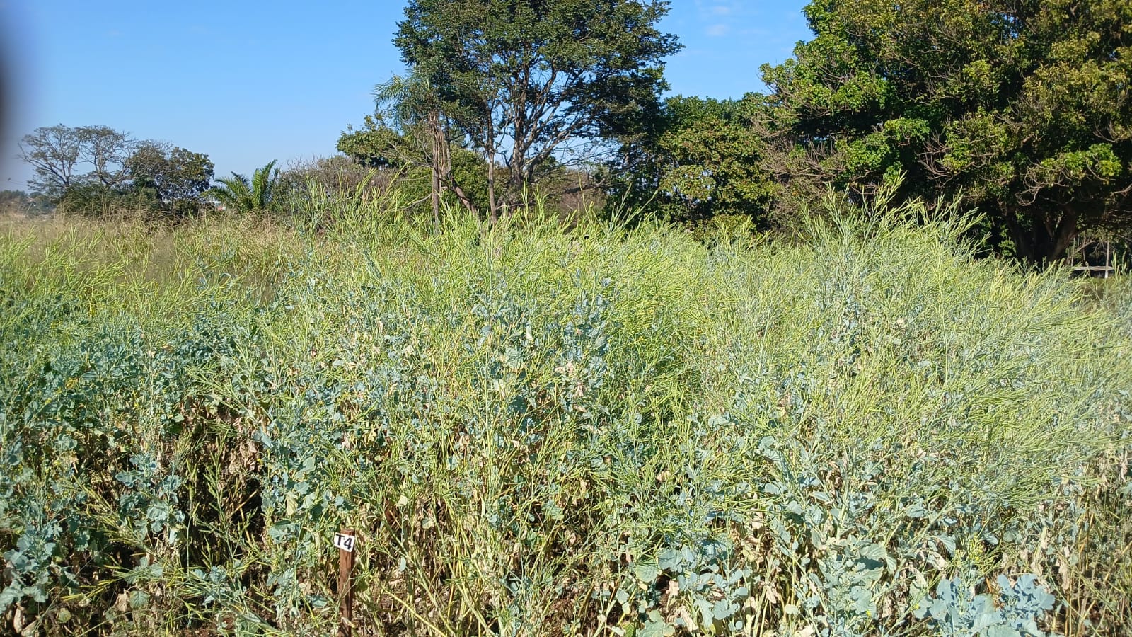 Plantio de carinata em campo experimental