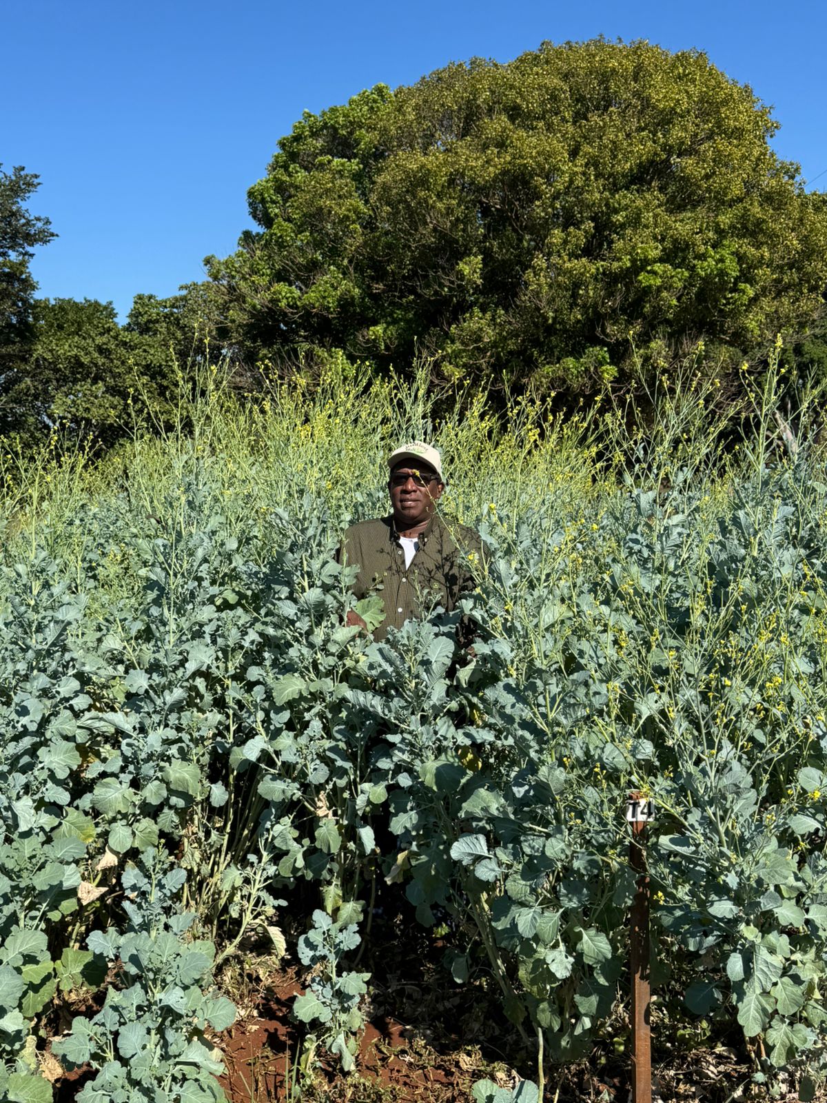 Wagner Pereira de Sousa no campo de carinata