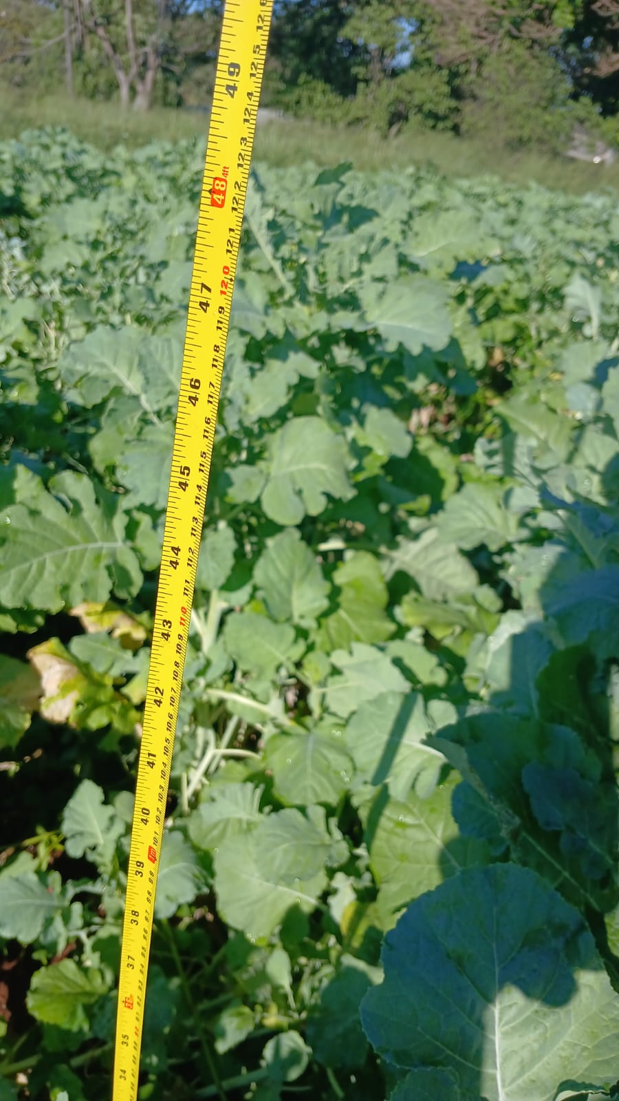 Medição da altura das plantas de carinata