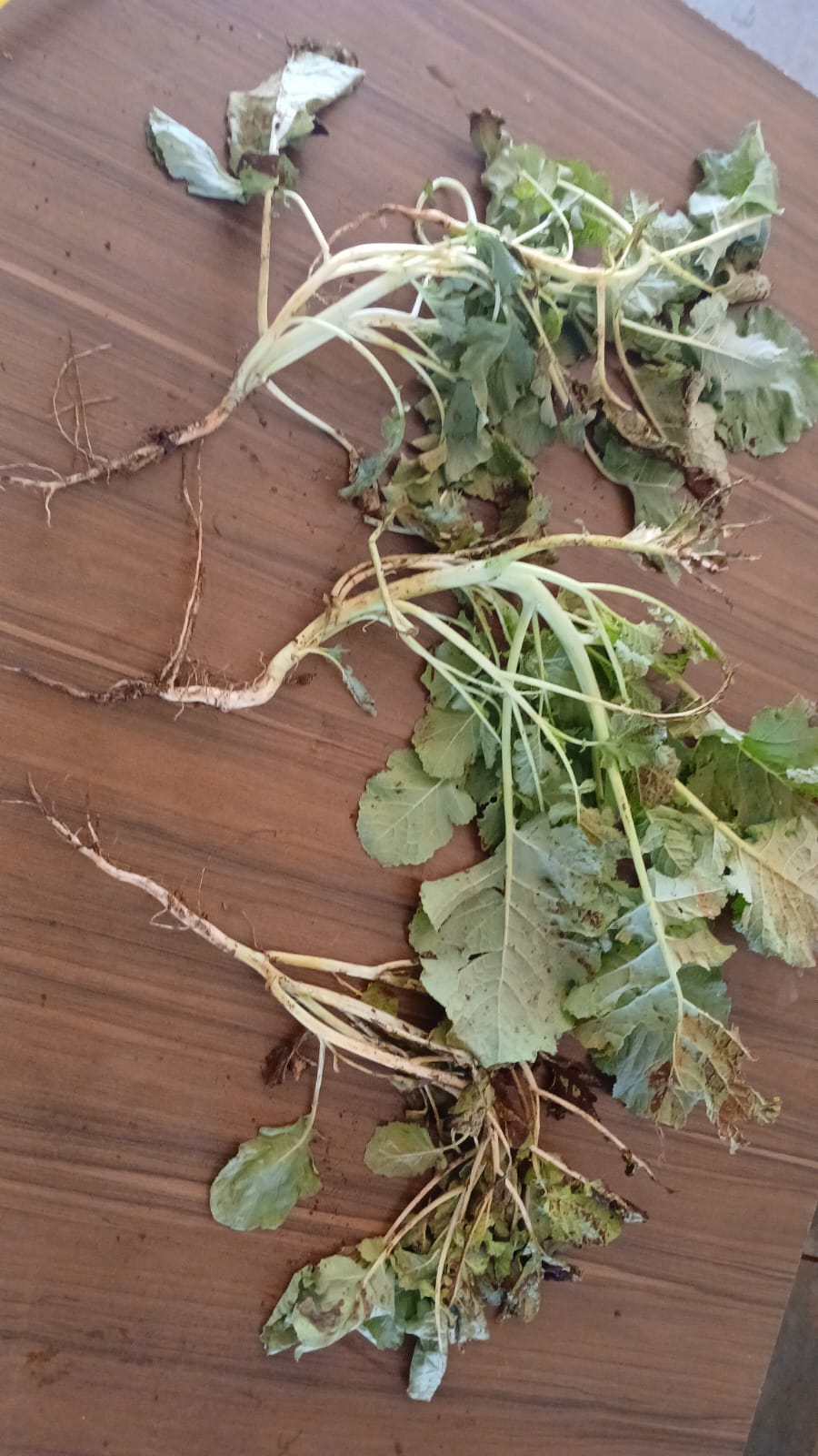 Amostras de raízes de carinata coletadas