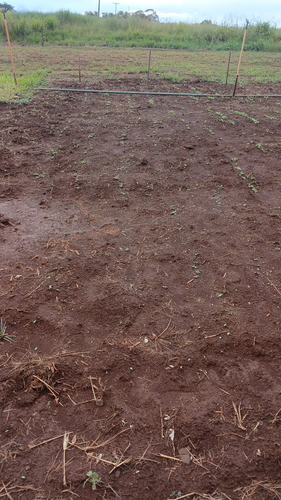 Área experimental de plantio recém-preparada