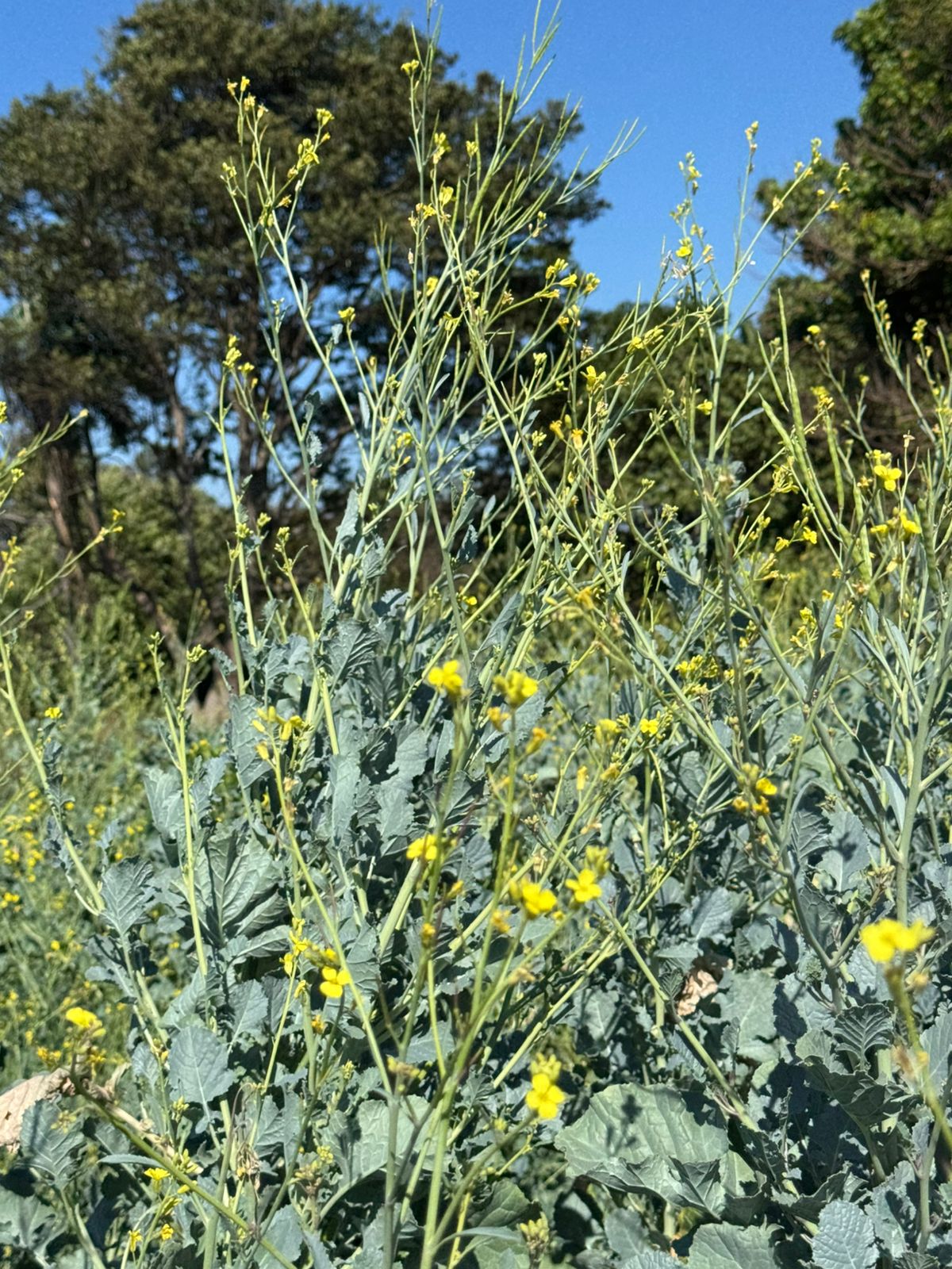 Detalhe das flores amarelas da carinata