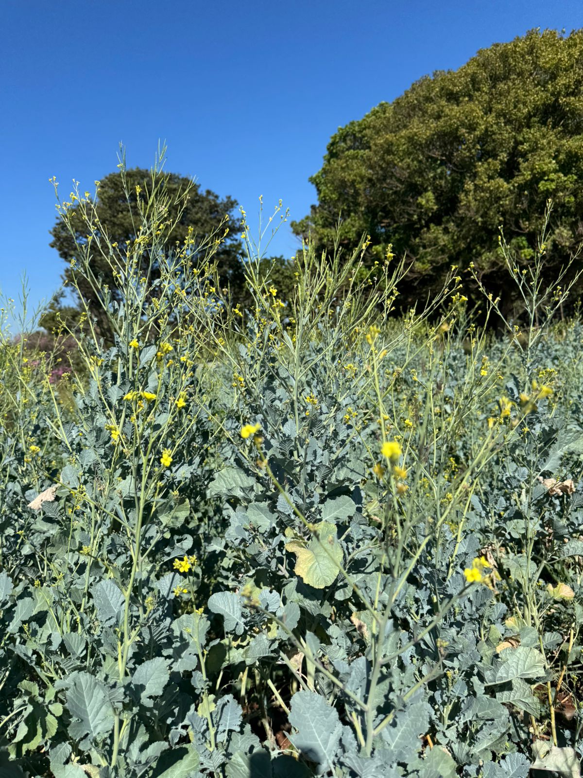 Campo de carinata em florescimento